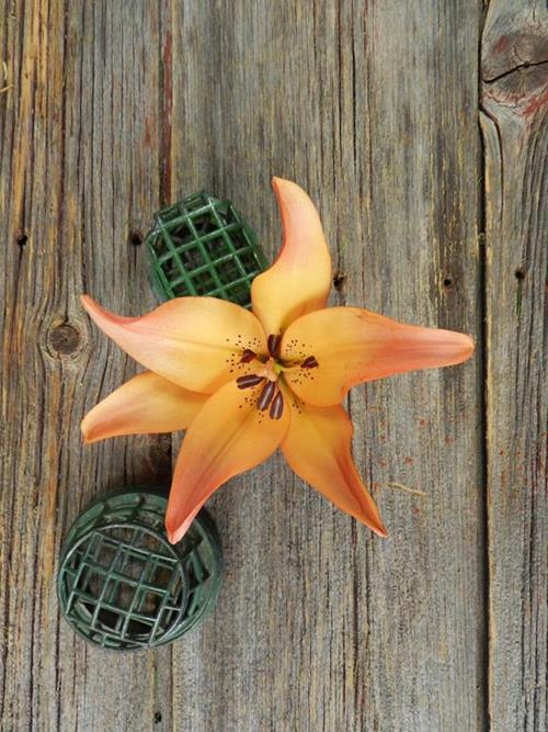 ROYAL SUNSET  BICOLOR ORANGE/PINK L.A. HYBRID LILIES